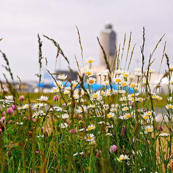 Wildflowers at Logan