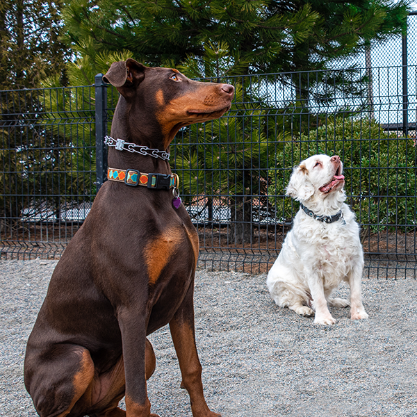 First Dog Park