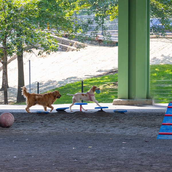 Two dogs playing at a dog park.