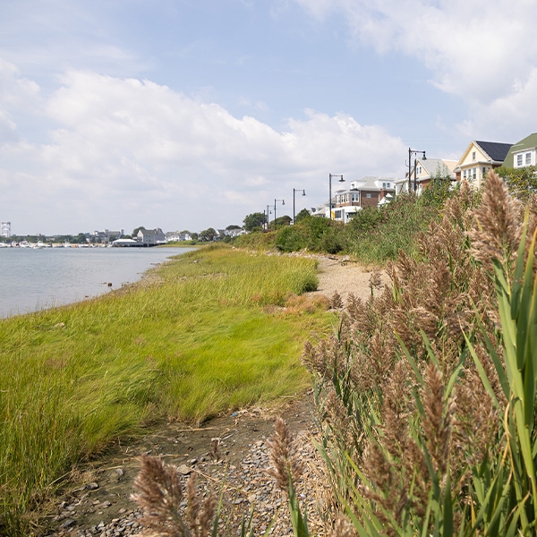 Beach grasses on the shoreline of a cove